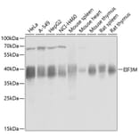 Western Blot - Anti-PCID1 Antibody (A14562) - Antibodies.com