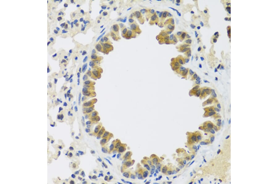 Immunohistochemistry - Anti-CRTAP/CASP Antibody (A14563) - Antibodies.com