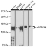 Western Blot - Anti-MYBBP1A Antibody (A14564) - Antibodies.com