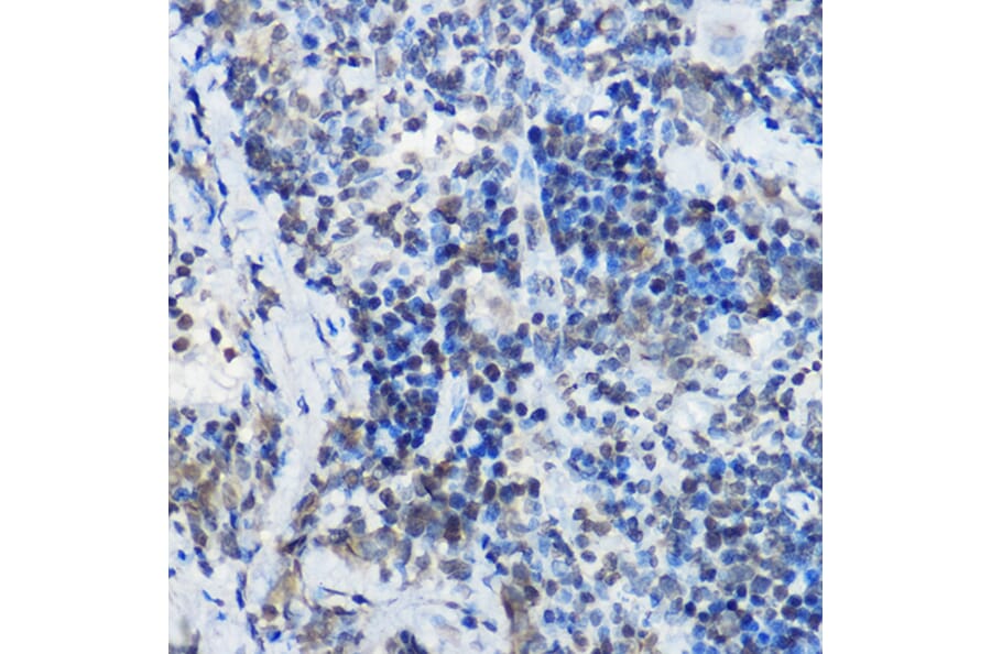 Immunohistochemistry - Anti-MYBBP1A Antibody (A14564) - Antibodies.com
