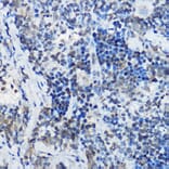 Immunohistochemistry - Anti-MYBBP1A Antibody (A14564) - Antibodies.com