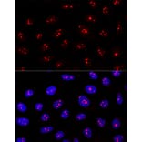 Immunofluorescence - Anti-MYBBP1A Antibody (A14564) - Antibodies.com