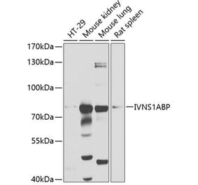 Western Blot - Anti-Influenza Virus NS1A Binding Protein Antibody (A14566) - Antibodies.com