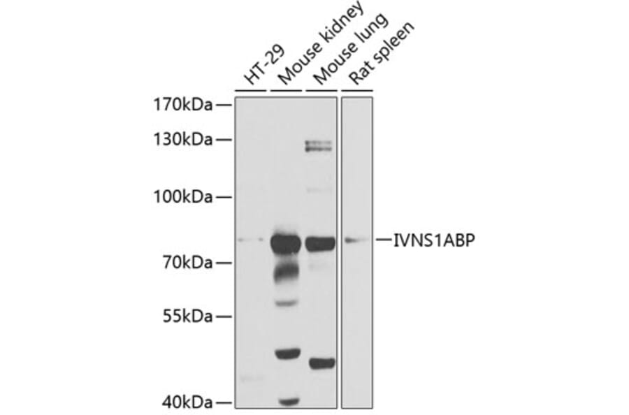 Western Blot - Anti-Influenza Virus NS1A Binding Protein Antibody (A14566) - Antibodies.com