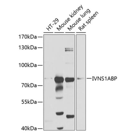 Western Blot - Anti-Influenza Virus NS1A Binding Protein Antibody (A14566) - Antibodies.com