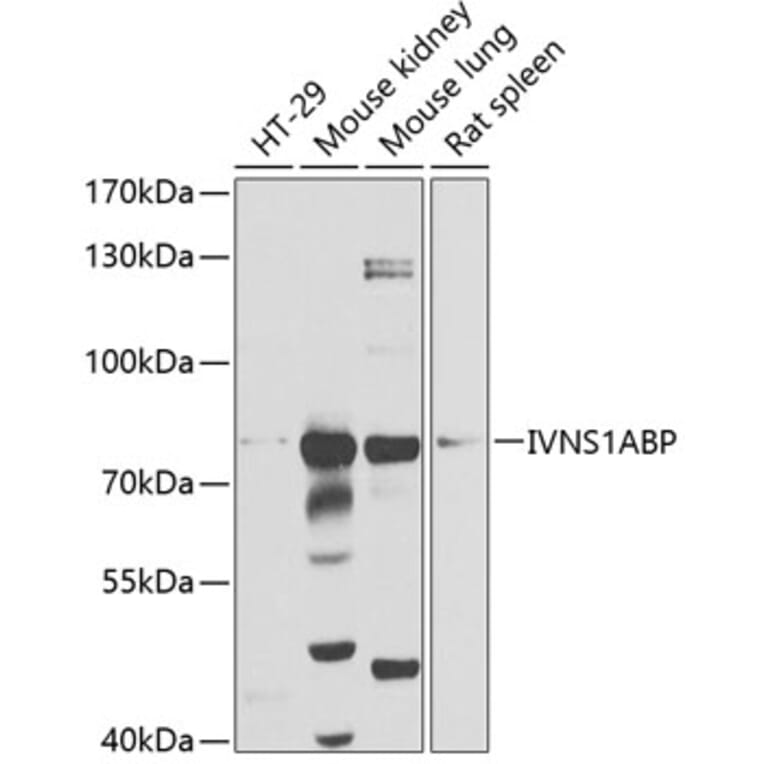 Western Blot - Anti-Influenza Virus NS1A Binding Protein Antibody (A14566) - Antibodies.com