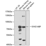 Western Blot - Anti-Influenza Virus NS1A Binding Protein Antibody (A14566) - Antibodies.com