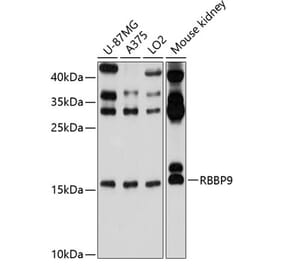 Western Blot - Anti-BOG Antibody (A14569) - Antibodies.com