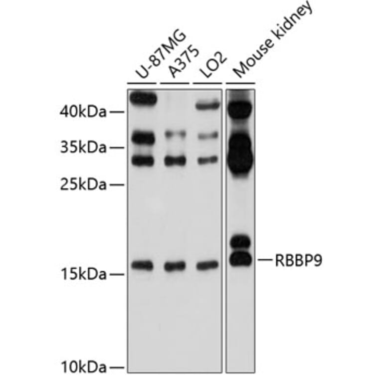 Western Blot - Anti-BOG Antibody (A14569) - Antibodies.com