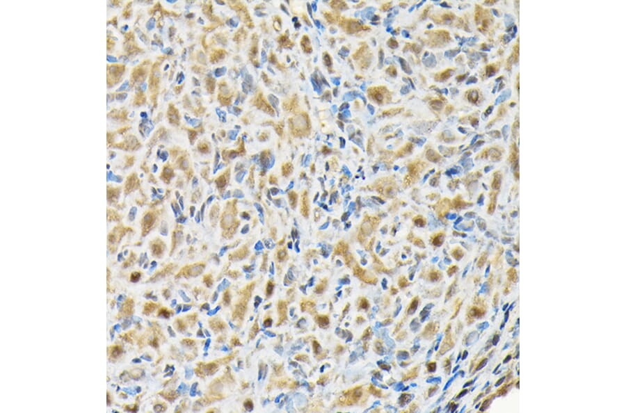 Immunohistochemistry - Anti-BOG Antibody (A14569) - Antibodies.com