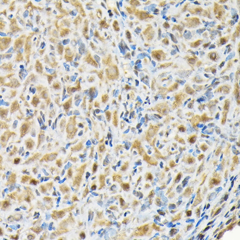 Immunohistochemistry - Anti-BOG Antibody (A14569) - Antibodies.com