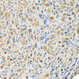 Immunohistochemistry - Anti-BOG Antibody (A14569) - Antibodies.com