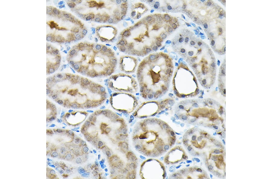 Immunohistochemistry - Anti-BOG Antibody (A14569) - Antibodies.com