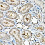 Immunohistochemistry - Anti-BOG Antibody (A14569) - Antibodies.com