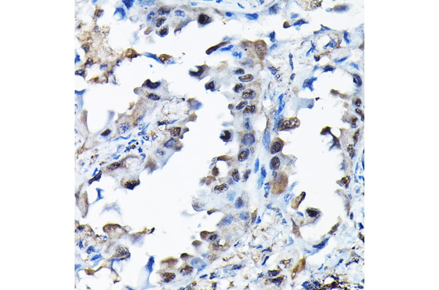 Immunohistochemistry - Anti-BOG Antibody (A14569) - Antibodies.com