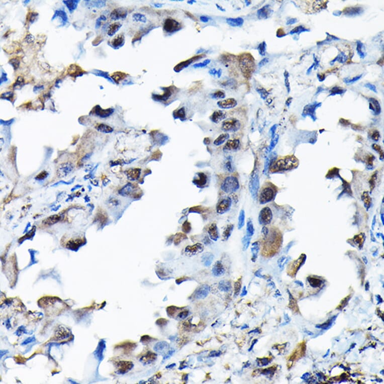 Immunohistochemistry - Anti-BOG Antibody (A14569) - Antibodies.com