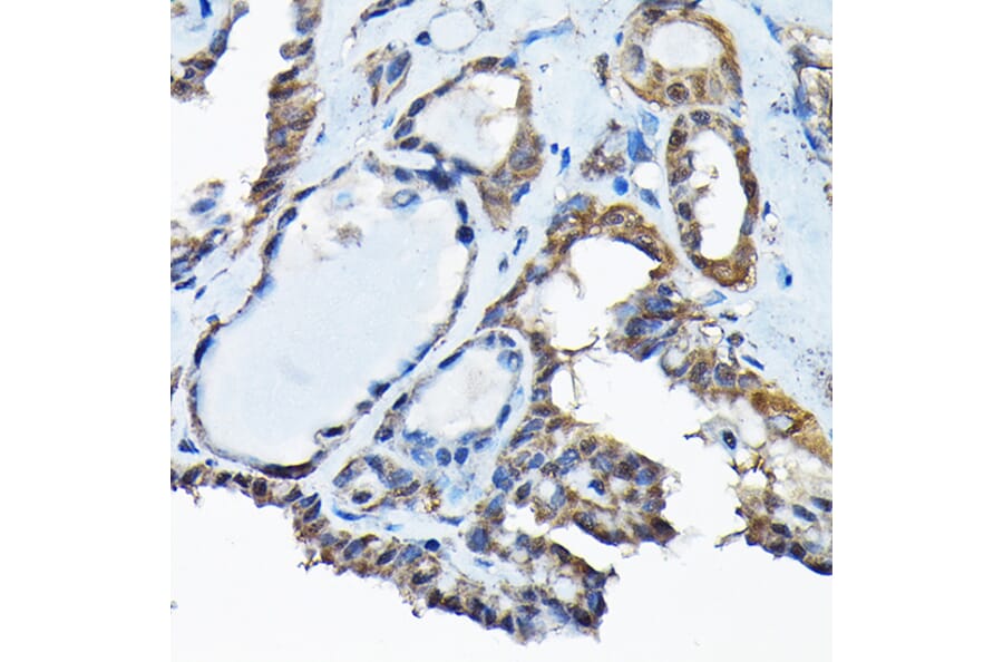 Immunohistochemistry - Anti-BOG Antibody (A14569) - Antibodies.com