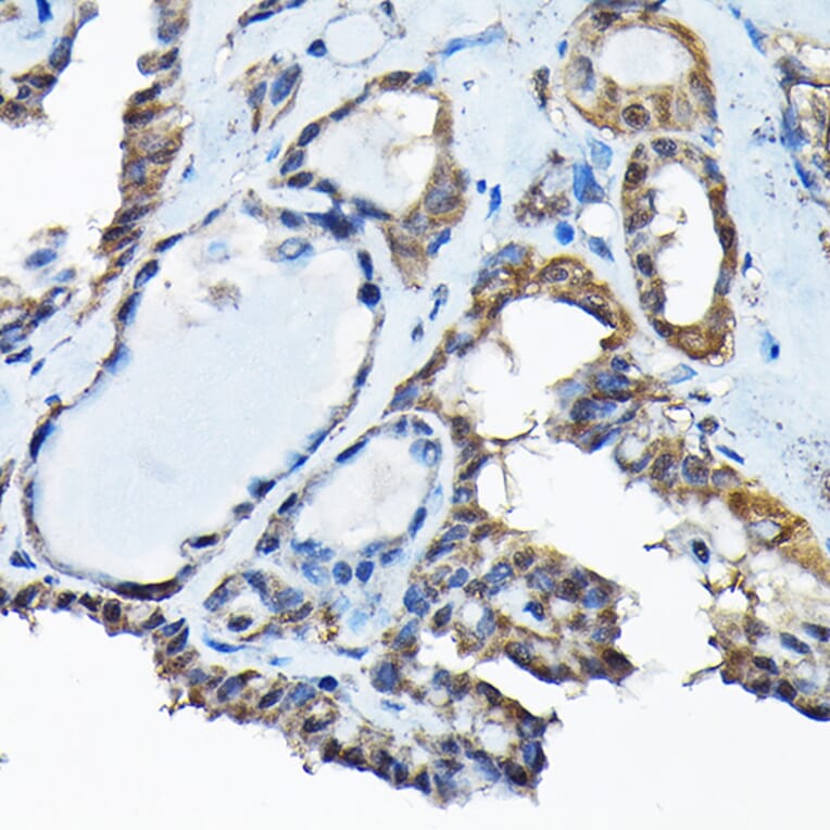 Immunohistochemistry - Anti-BOG Antibody (A14569) - Antibodies.com