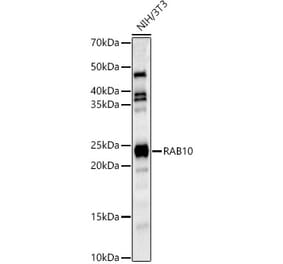 Western Blot - Anti-RAB10 Antibody (A14571) - Antibodies.com