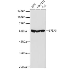 Western Blot - Anti-SF3A3 Antibody (A14572) - Antibodies.com