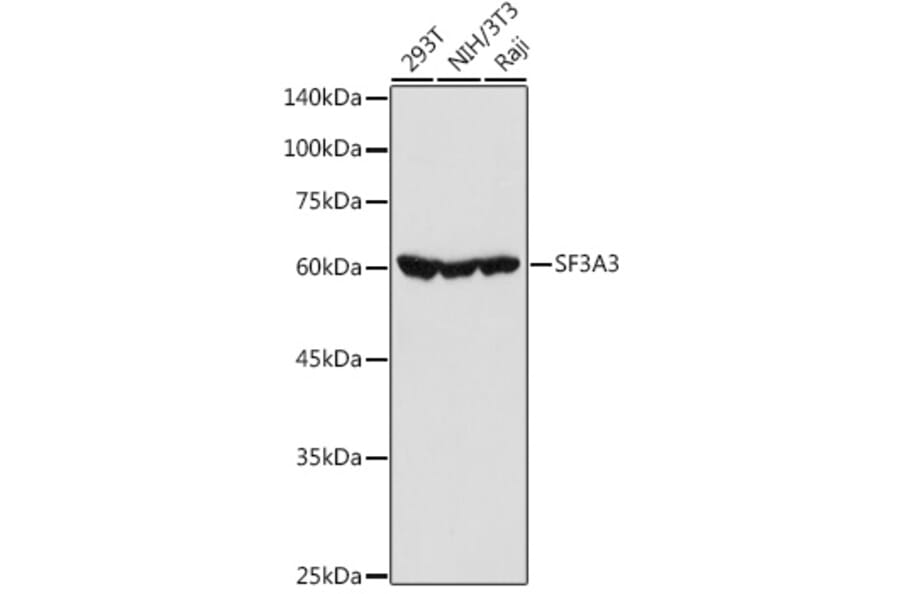 Western Blot - Anti-SF3A3 Antibody (A14572) - Antibodies.com