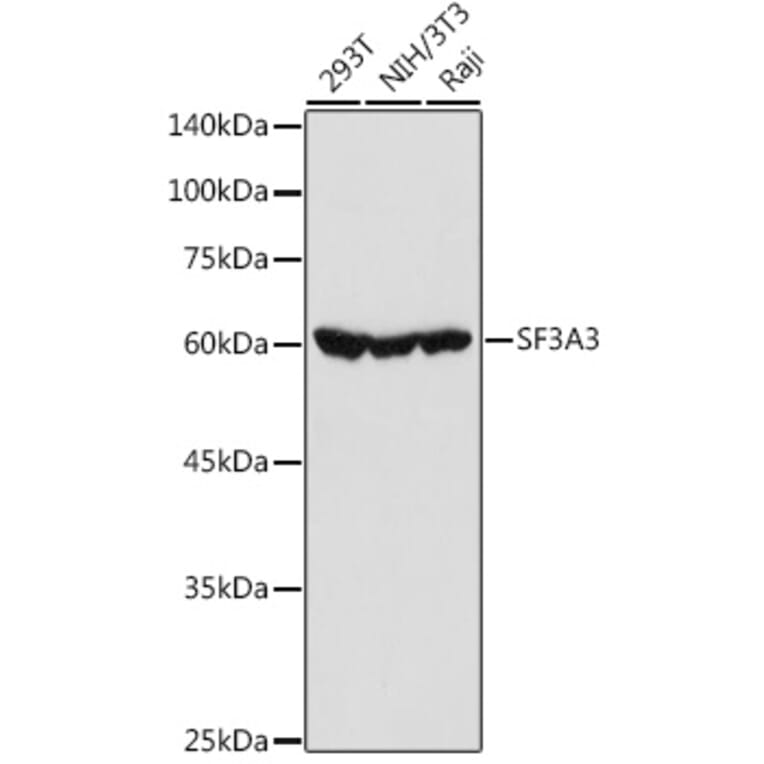 Western Blot - Anti-SF3A3 Antibody (A14572) - Antibodies.com