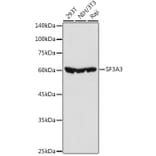 Western Blot - Anti-SF3A3 Antibody (A14572) - Antibodies.com