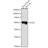 Western Blot - Anti-SF3A3 Antibody (A14572) - Antibodies.com