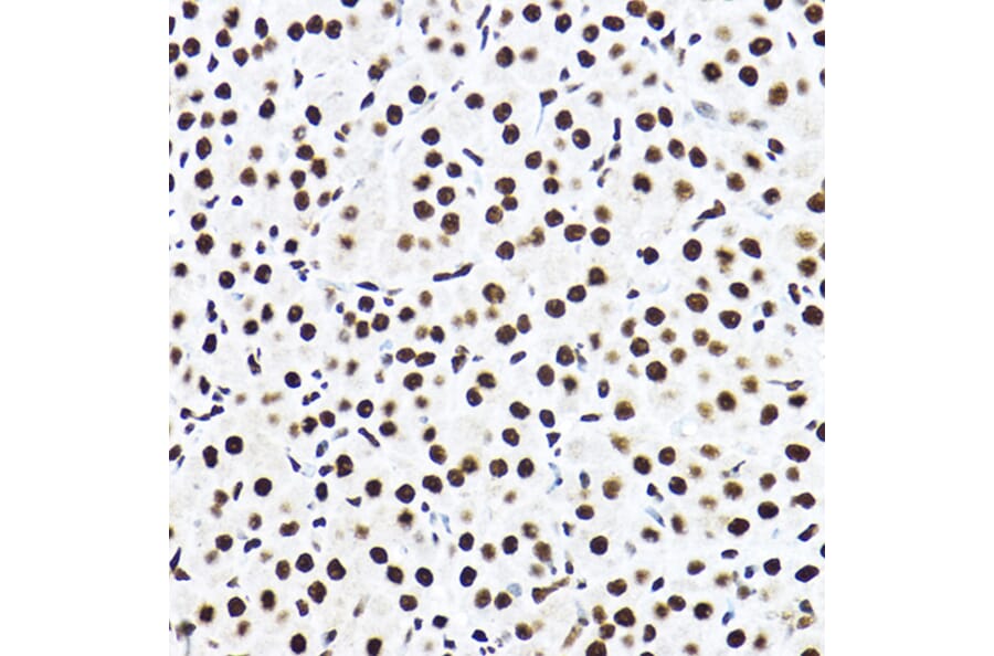 Immunohistochemistry - Anti-SF3A3 Antibody (A14572) - Antibodies.com