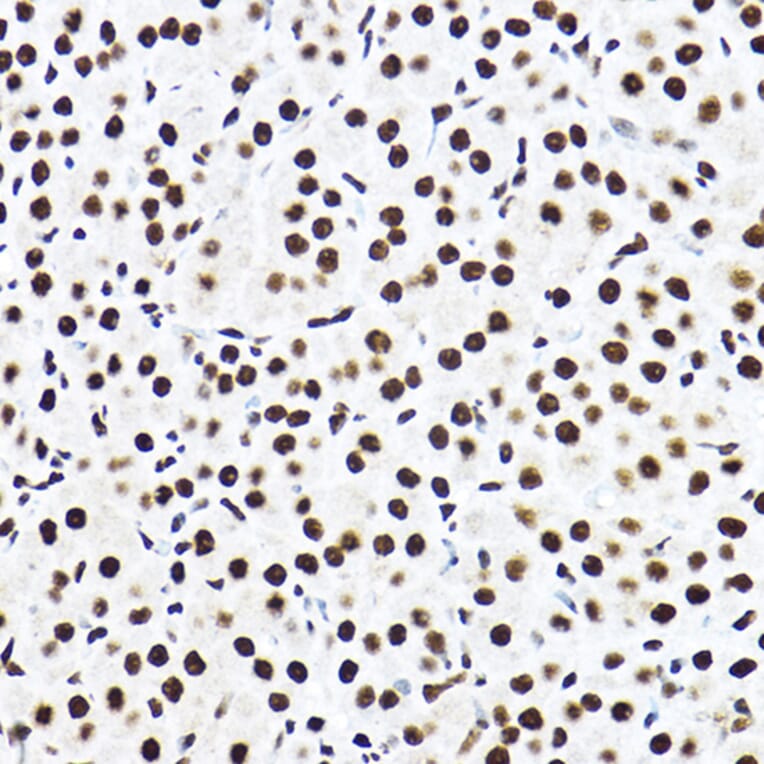 Immunohistochemistry - Anti-SF3A3 Antibody (A14572) - Antibodies.com