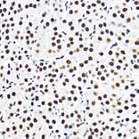 Immunohistochemistry - Anti-SF3A3 Antibody (A14572) - Antibodies.com