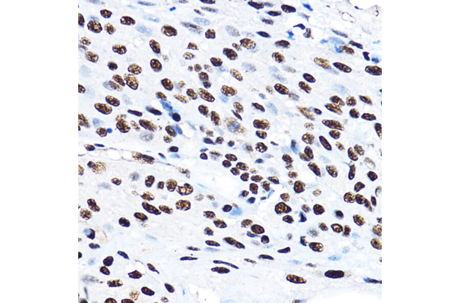 Immunohistochemistry - Anti-SF3A3 Antibody (A14572) - Antibodies.com