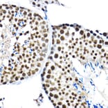 Immunohistochemistry - Anti-SF3A3 Antibody (A14572) - Antibodies.com
