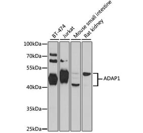 Western Blot - Anti-ADAP1 Antibody (A4479) - Antibodies.com