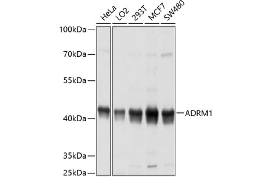 Western Blot - Anti-ADRM1/ARM-1 Antibody (A14575) - Antibodies.com
