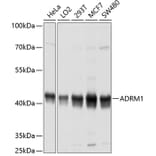 Western Blot - Anti-ADRM1/ARM-1 Antibody (A14575) - Antibodies.com