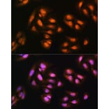 Immunofluorescence - Anti-ADRM1/ARM-1 Antibody (A14575) - Antibodies.com