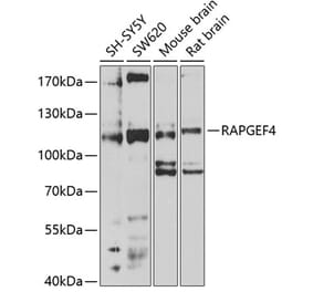 Western Blot - Anti-Epac2 Antibody (A14576) - Antibodies.com