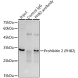 Western Blot - Anti-REA Antibody (A14577) - Antibodies.com