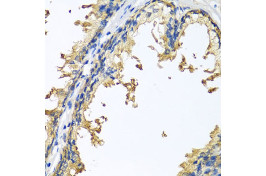 Immunohistochemistry - Anti-Neuroligin 4 Antibody (A14578) - Antibodies.com