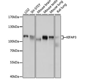 Western Blot - Anti-KIFAP3 Antibody (A14579) - Antibodies.com