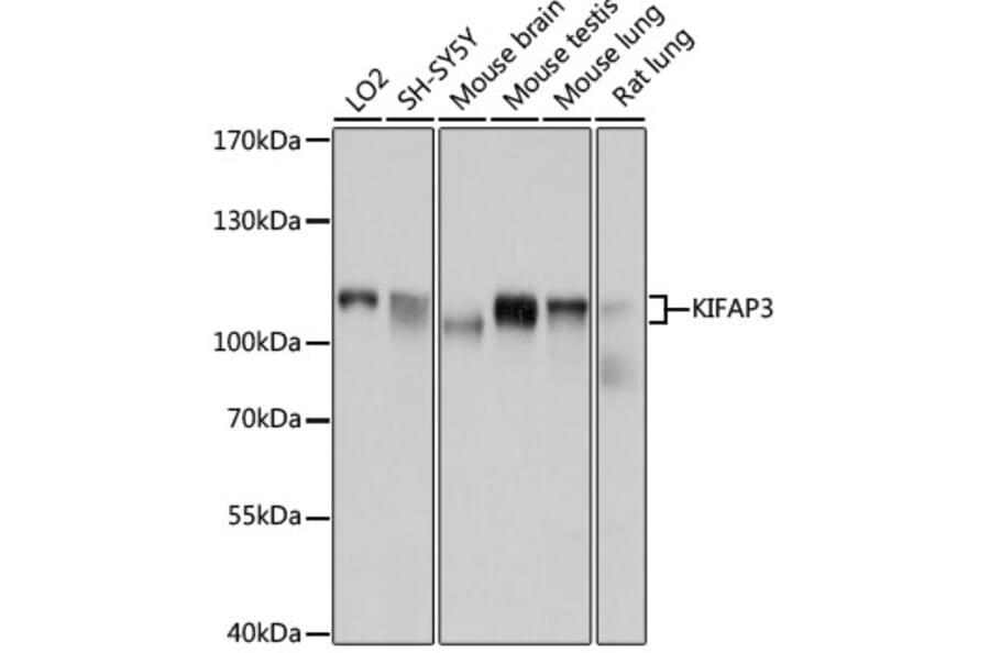 Western Blot - Anti-KIFAP3 Antibody (A14579) - Antibodies.com