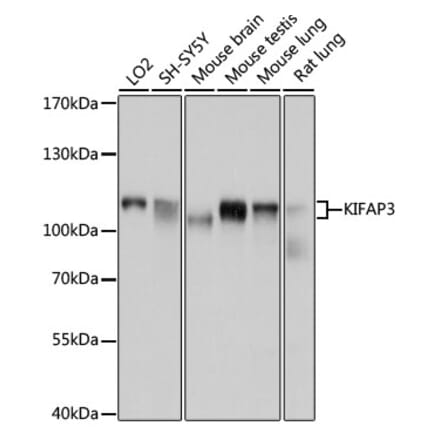 Western Blot - Anti-KIFAP3 Antibody (A14579) - Antibodies.com