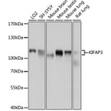 Western Blot - Anti-KIFAP3 Antibody (A14579) - Antibodies.com