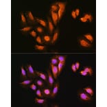 Immunofluorescence - Anti-KIFAP3 Antibody (A14579) - Antibodies.com