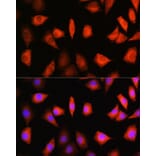 Immunofluorescence - Anti-KIFAP3 Antibody (A14579) - Antibodies.com