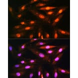 Immunofluorescence - Anti-KIFAP3 Antibody (A14579) - Antibodies.com