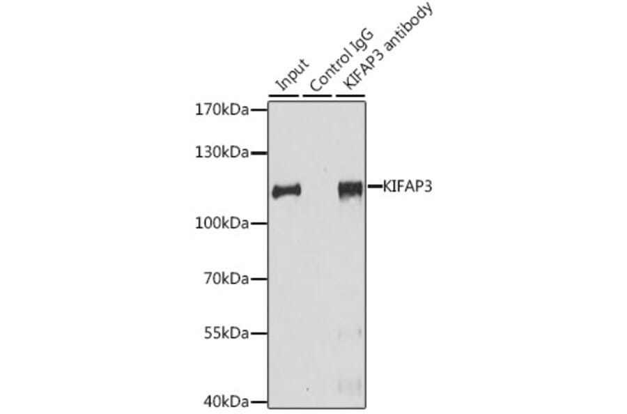 Western Blot - Anti-KIFAP3 Antibody (A14579) - Antibodies.com