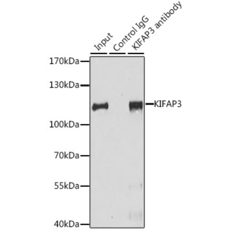 Western Blot - Anti-KIFAP3 Antibody (A14579) - Antibodies.com