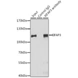 Western Blot - Anti-KIFAP3 Antibody (A14579) - Antibodies.com